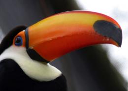 Tucan